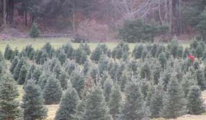 Take a hayride through our Christmas tree fields.